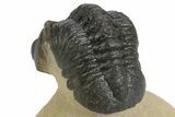Detailed Reedops Trilobite - Atchana, Morocco #251067-5